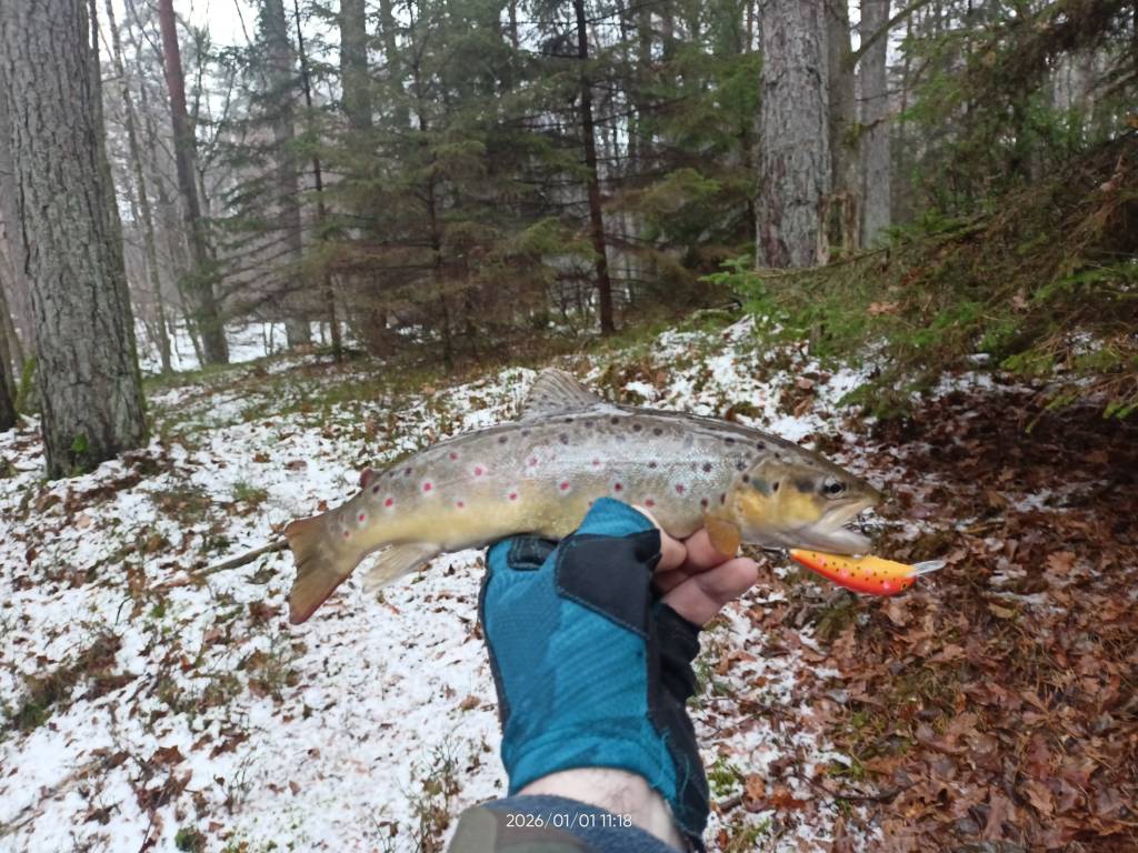 IMG20260101111858.jpg IMG20260101111858.jpg