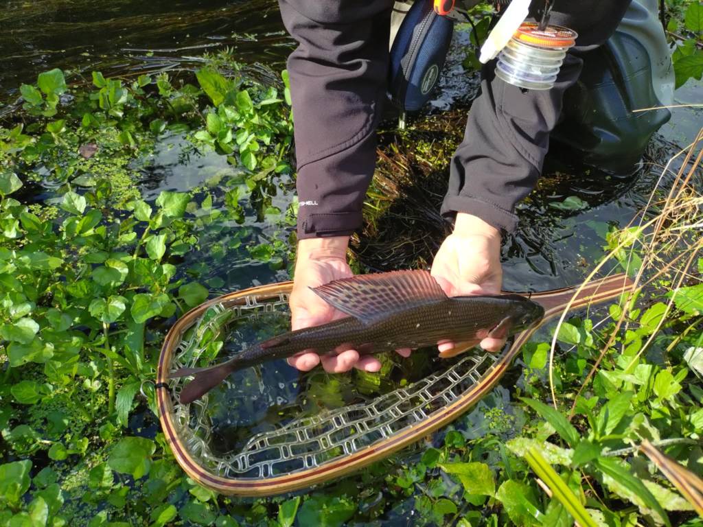 Messenger_creation_5D100734-4B67-45E6-B4BA-CE30DA16B217.jpeg Messenger_creation_5D100734-4B67-45E6-B4BA-CE30DA16B217.jpeg