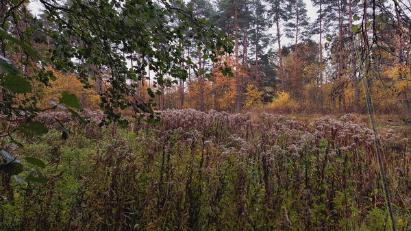 20251026_091755.jpg 20251026_091755.jpg